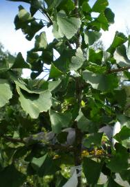 Ginko Tree