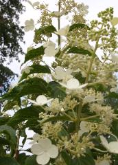 Hydrangea Tree - Snow Mtn