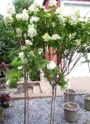 Hydrangea Tree