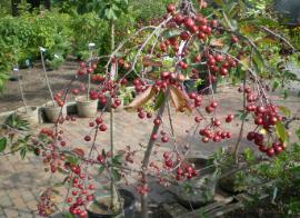 Flowering Crabapple - Louisa