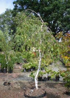 Weeping White Birch